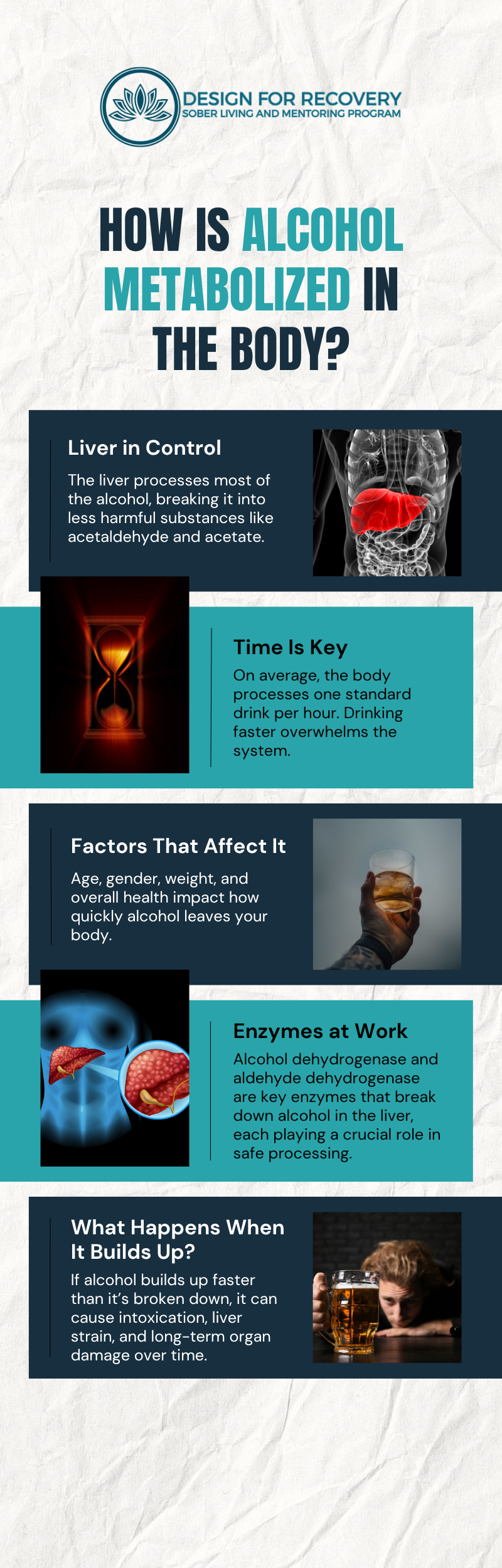 How is Alcohol Metabolized in the Body