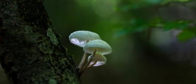 Can You Overdose on Magic Mushrooms?